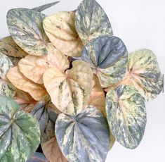 a potted plant with green and yellow leaves