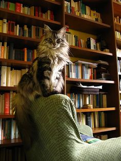 a cat sitting on the arm of a chair in front of a bookshelf