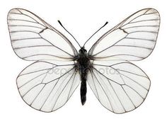 a white butterfly with black spots on it's wings and back end, facing the camera