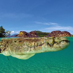 an alligator swimming in the water with its mouth open