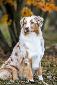 a brown and white dog sitting in the grass next to a tree with yellow leaves