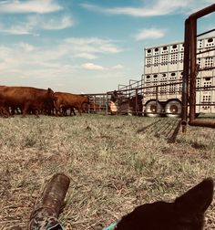 a dog is looking at some cows in a pen