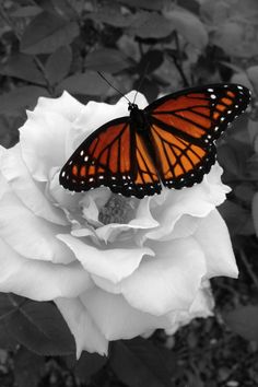 a black and white photo with a butterfly on top of a rose in the foreground