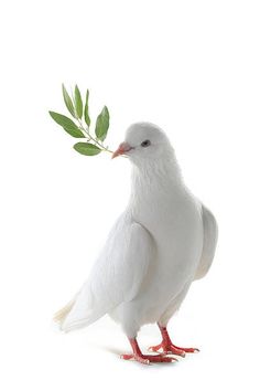 a white bird with a green twig in its beak on a white background,