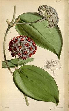 an illustration of a flower on a green leaf