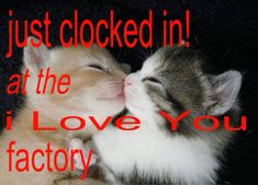 two kittens cuddling together with the caption just looked in at the i love you factory