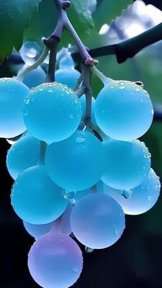 blue grapes hanging from a tree with water droplets on them