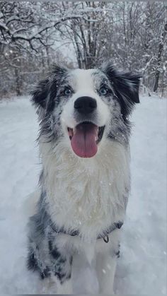 a black and white dog sitting in the snow with its tongue out, looking at the camera