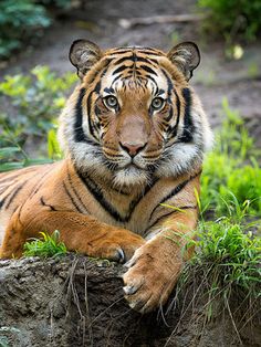 a tiger laying on top of a rock next to grass and dirt covered ground with trees in the background