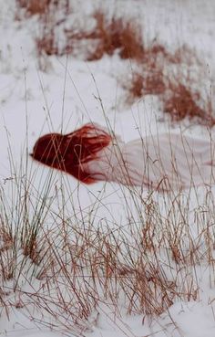 a red object is in the snow by some tall brown grass and weeds on it's side