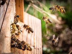 several bees are flying in and out of a beehive with their hives