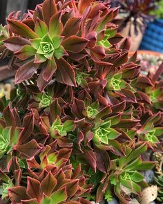 some red and green plants in a pot