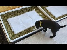 a black dog standing on top of two trays filled with cat food and looking at the ground