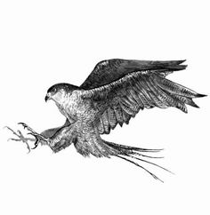 a drawing of an eagle flying with its wings spread out and talons in it's claws