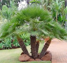 a large palm tree sitting on top of a lush green field next to a brick walkway