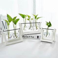 three white frames with plants in them on top of a table next to each other