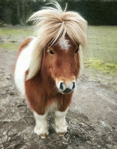 a brown and white pony standing on top of a dirt field