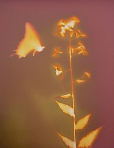 a blurry photo of a plant with yellow flowers in the foreground and a butterfly flying over it