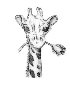 a pencil drawing of a giraffe's head