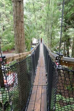 a suspension bridge in the middle of a forest