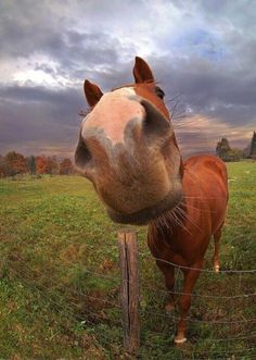 a brown horse standing on top of a lush green field