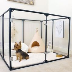 a small dog sitting in front of a cage with two cats on the other side