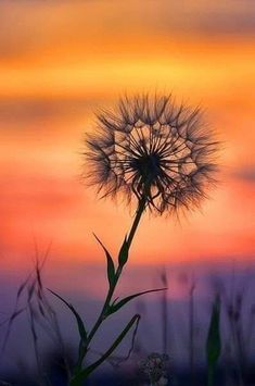 a dandelion in the foreground with a colorful sky behind it at sunset