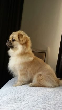 a small dog sitting on top of a bed