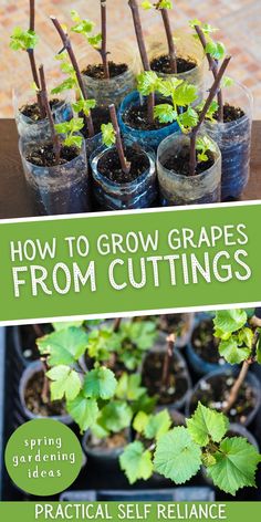 several small potted plants with the title how to grow grapes from cuttings practical self reliance