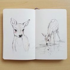 an open book with two drawings of deer in water and one is looking at the camera