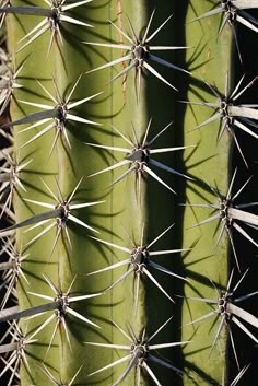 a close up view of a cactus's spines