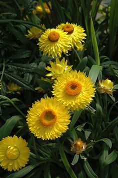 some yellow flowers are growing in the grass