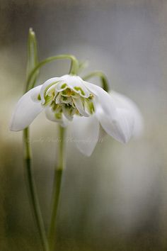 a white flower with green stamens in the middle