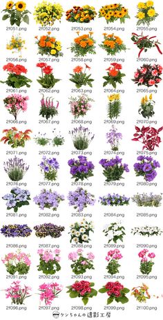 the different types of flowers are shown in this image, and it is very colorful