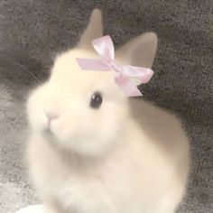 a small white rabbit with a pink bow on its head sitting on the floor in front of a carpet