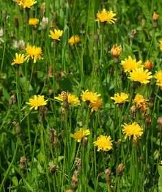 many yellow flowers are growing in the green grass with other plants and weeds around them