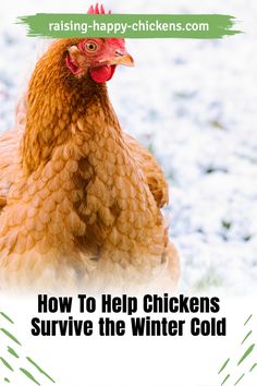 a chicken with the words how to help chickens survive the winter cold on it's back