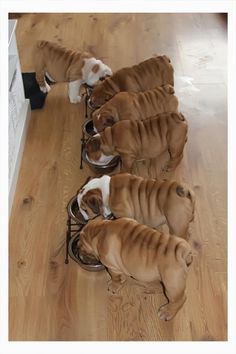 there are four dogs that are eating out of the same bowl on the floor together