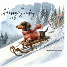 a dachshund dog is riding on a sleigh in the snow