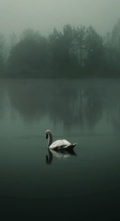 a white swan floating on top of a lake in the foggy day with trees behind it