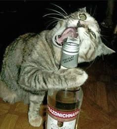 a cat that is sitting on top of a bottle with its mouth open and tongue out