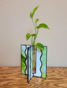 a green plant in a vase on top of a wooden table