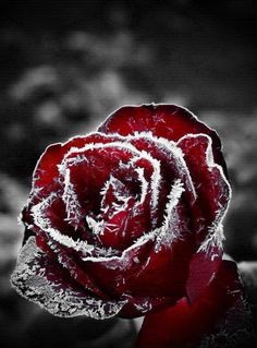 a red rose with frost on it's petals