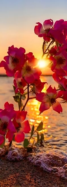 pink flowers on the beach at sunset