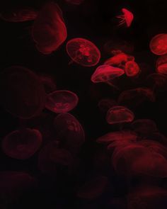 red jellyfish floating in the dark water at night, with one fish swimming nearby