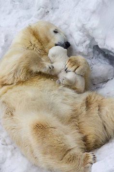 two polar bears playing with each other in the snow, one laying on its back