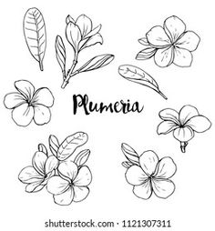 flowers and leaves drawn in pencil on a white background with the word plumeria written below