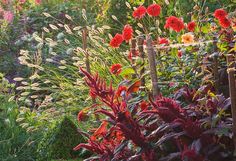 a garden filled with lots of different types of flowers