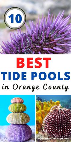 the top 10 best tide pools in orange county, florida with images of sea urchins and corals