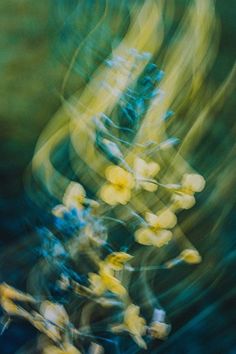 blurry photograph of yellow flowers with green background